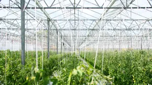 Why Your 2025 Garden Needs an Arduino Soil Moisture Sensor